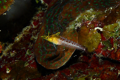 Diamond blenny