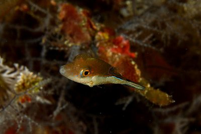 Sharpnose puffer