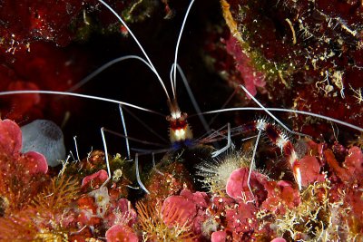 Banded cleaner shrimp