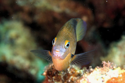 Damselfish
