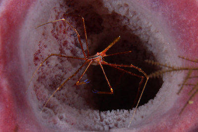 Arrow crab in sponge