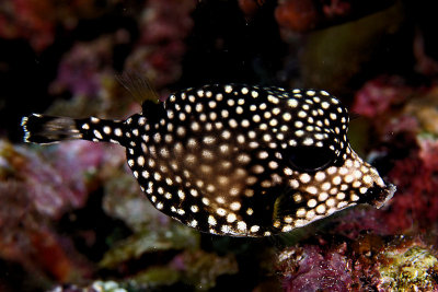 Smooth trunkfish