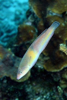 Yellowhead wrasse - intermediate phase