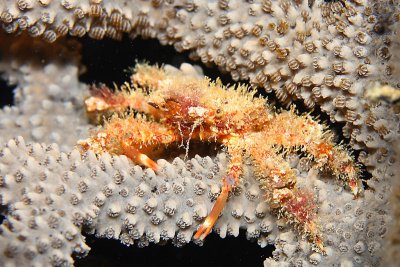 Hairy clinging crab