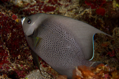 Gray angelfish