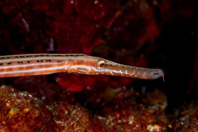 Trumpetfish