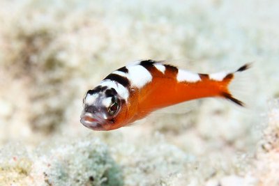 Tobacco fish