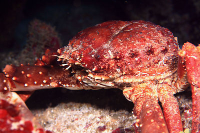 Channel clinging crab
