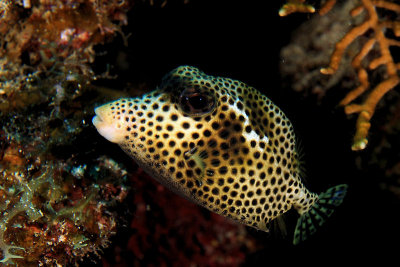 Spotted trunkfish