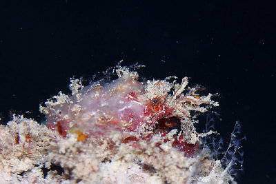 Speck-claw decorator crab?