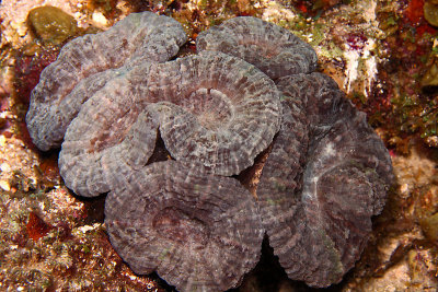 Spiny flower coral