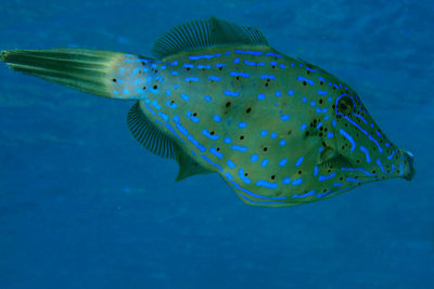 Scrawled filefish