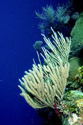 Sea rod coral