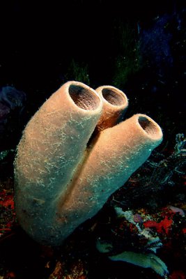 Branching tube sponge