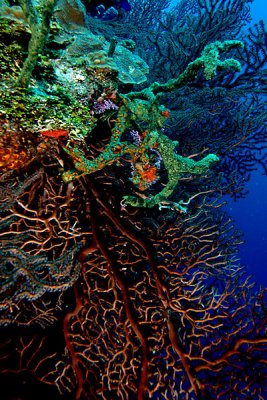 Sponges and corals