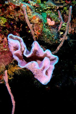 Azure vase sponge