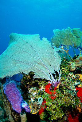 Reef scene