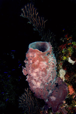 Barrel sponge