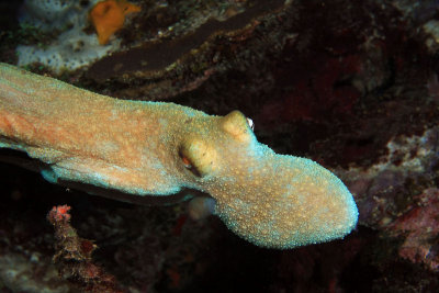 Octopus in flight