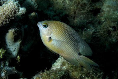 Damselfish