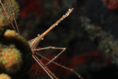Arrow crab