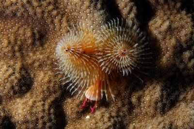 Christmas tree worm