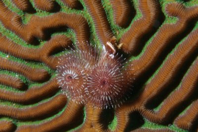 Christmas tree worm