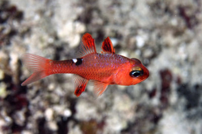Cardinalfish