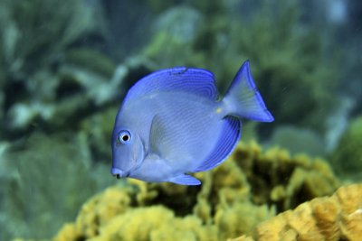 Blue tang