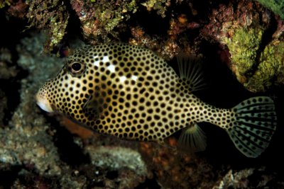 Spotted trunkfish