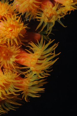 Orange cup coral