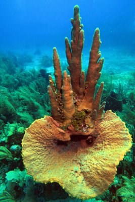 Pillar coral growing in sponge