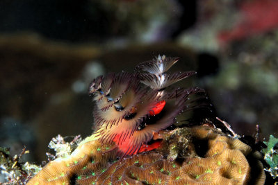 Christmas tree worm