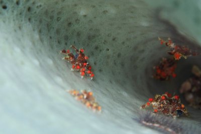 Family of teardrop crabs in sponge