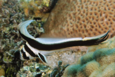 Juvenille spotted drum