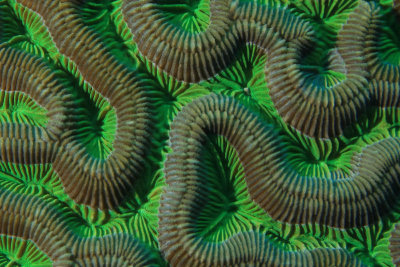 Coral detail