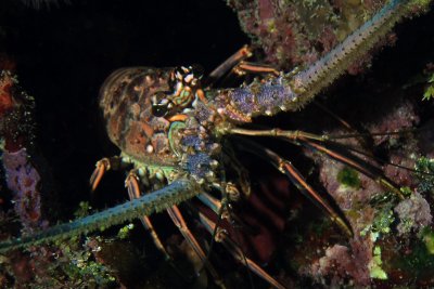 Lobster