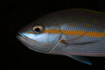 Snapper