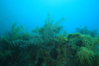 Coral on the Prince Albert