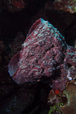 Barrel sponge