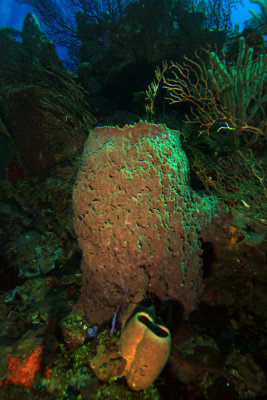 Sponges on reef