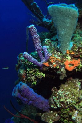 Reef scene with sponges