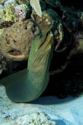 Green moray eel