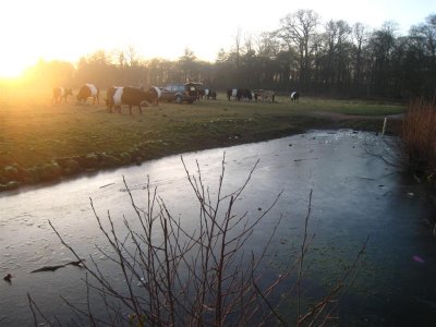 015 - Houdringe: de koeien en paarden worden bijgevoederd