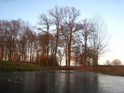 027 - Houdringe: zonbelichte bomen vanaf het ijs