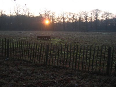 028 - Houdringe: de schapenwei bij ondergaande zon
