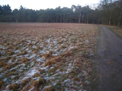 050 - Houdringe: de grond is nog bevroren zodat deze rijp er nog is
