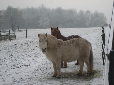 069 - Groenekan: pony's kunnen wel tegen een beetje kou