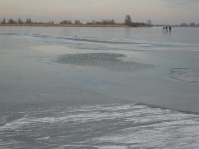 Oostvaardersplassen 061