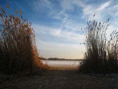 Oostvaardersplassen 118